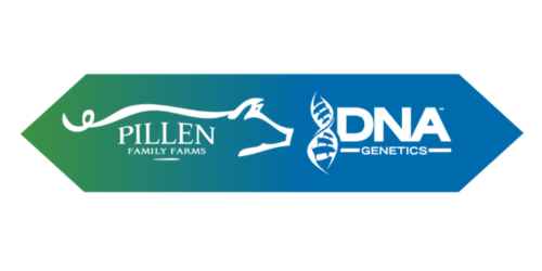 pillen dna 2024